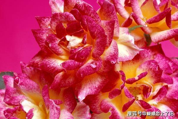 6月3日 7日星座运势 双子积极乐观 狮子刮目相看 摩羯贵人相助 未来 6月3日 7日星座运势 双子积极乐观 狮子刮目相看 摩羯贵人相助 未来