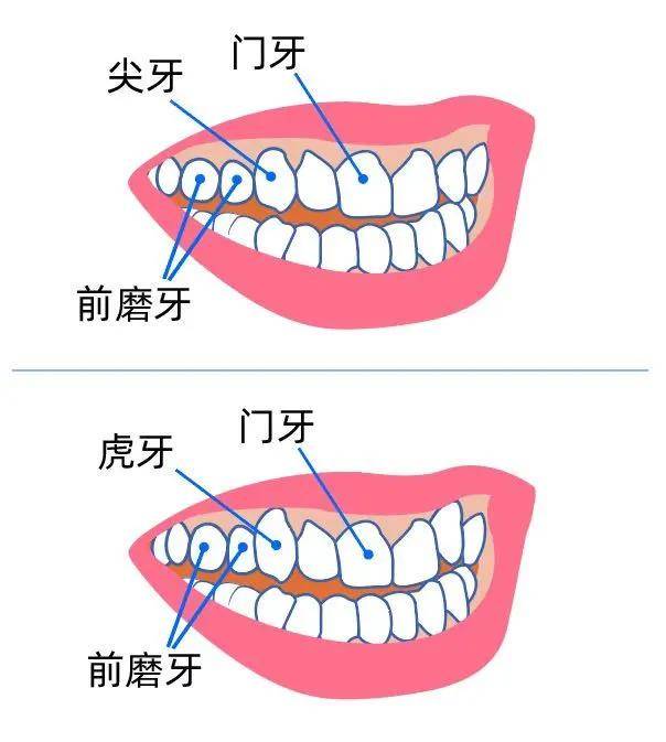 日本女性以虎牙為榮牙科診所更推出了幫助牙齒虎牙化的服務