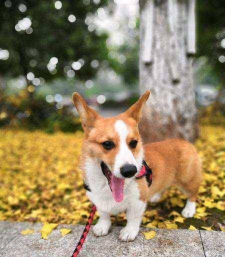 观点评论|小巧巨萌的短腿柯基,其实非常脆弱,要主人的细心照顾