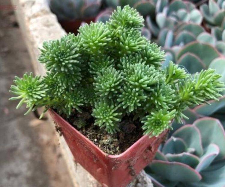 1种多肉植物,株形紧凑,矮小,做成盆景更美观_植株