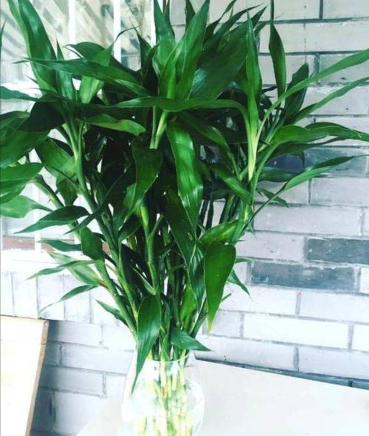 富贵竹叶子发黄怎么救最简单方法 be9773fedd054ea3aeaf65ec9cafc9f1.jpeg