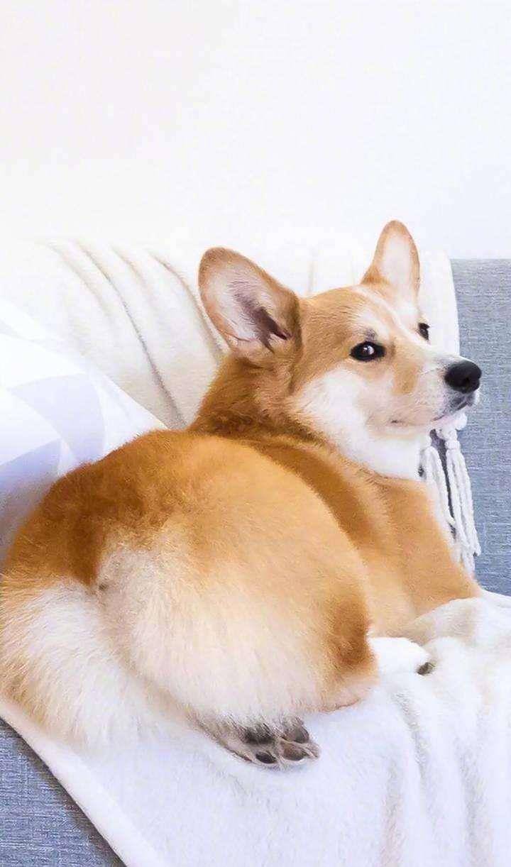 观点评论|小巧巨萌的短腿柯基,其实非常脆弱,要主人的细心照顾