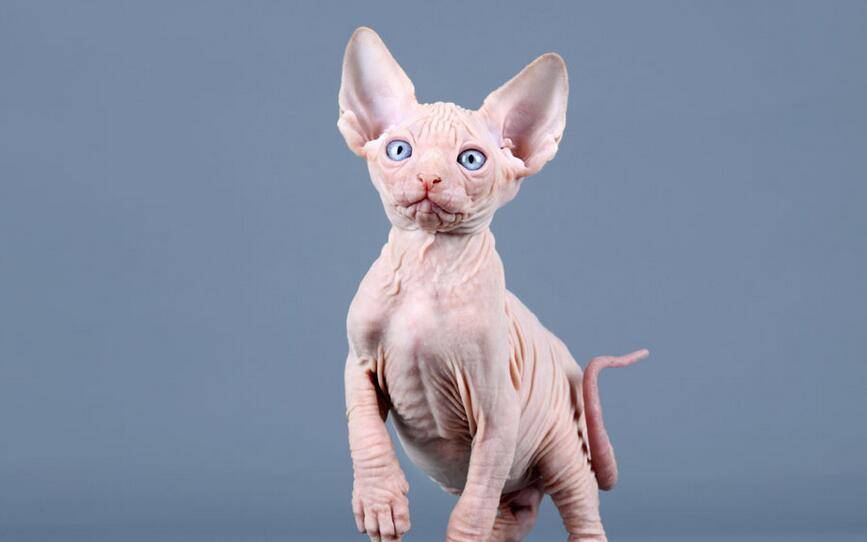 因为|这6种猫，一旦成为流浪猫，很难活过3个月
