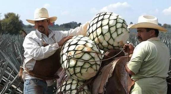 龙舌|龙舌兰果8年才成熟一次，一个能长到上百斤，酿出的味道堪称顶级