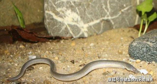 原创美一条蛇鳗被苍鹭活吞竟直接刺穿苍鹭喉咙最终可能两败俱伤