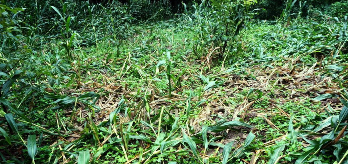 一年糟蹋数百万斤粮食湖北十堰野猪成灾保护动物成当地一害