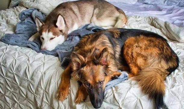 怎么挑选小型母狗最好 ea6f9bd644744c40bbfa356c22be4798.jpeg