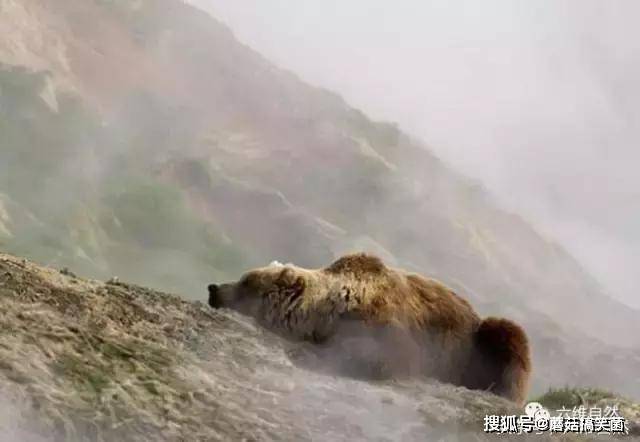 搵食艱難?大棕熊竟然上火山去覓食