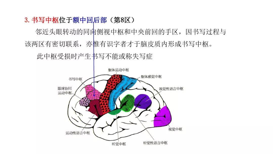 知識速記大腦額葉功能病損表現及定位診斷