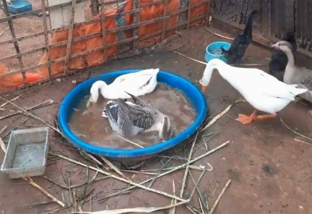 原创鸭子被两只鹅压在水里轮番欺负却毫无反抗之力你们欺鸭太甚了