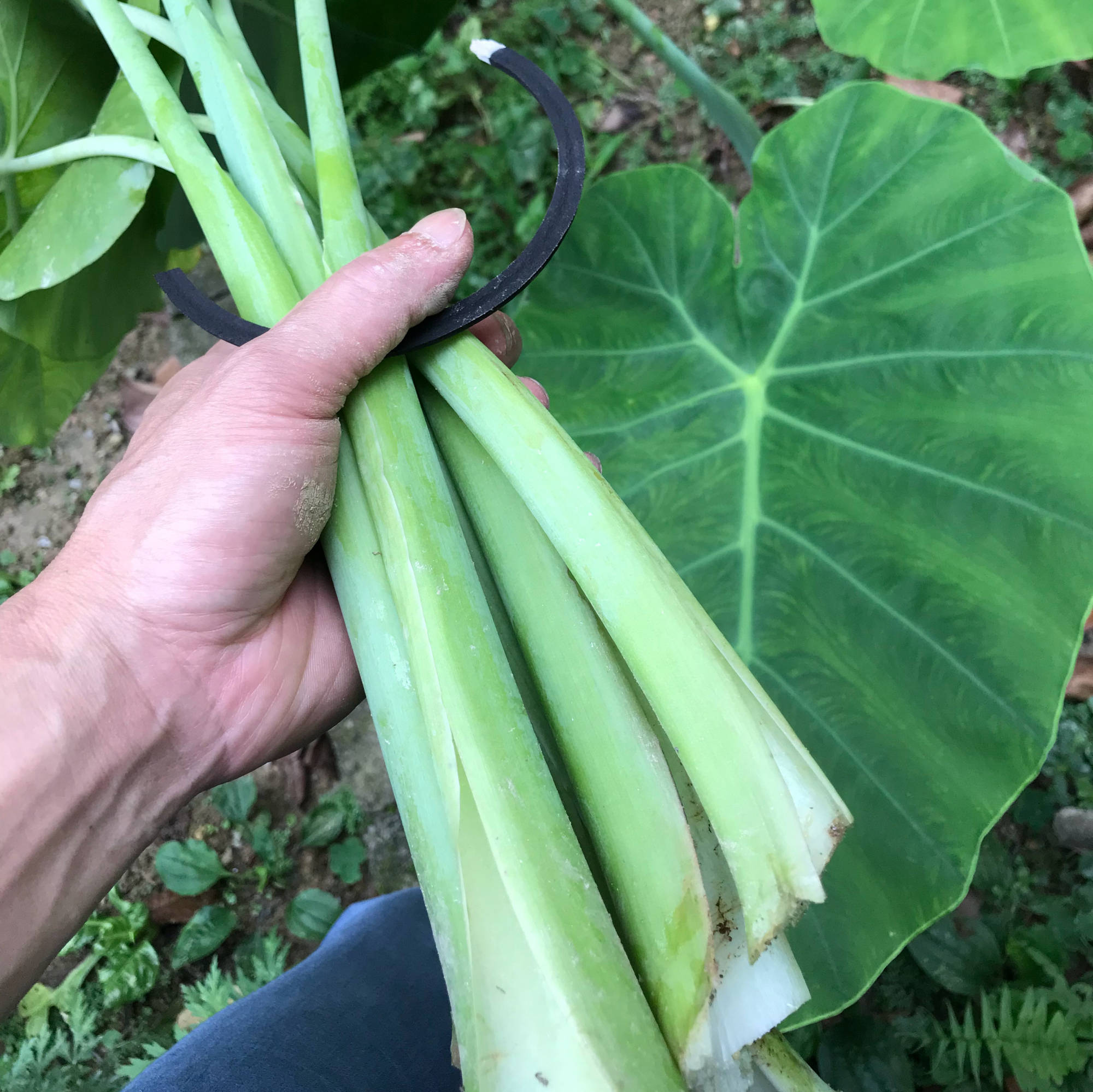 原创让北方人想不明白的是南方人为何放着芋头不吃要啃芋梗