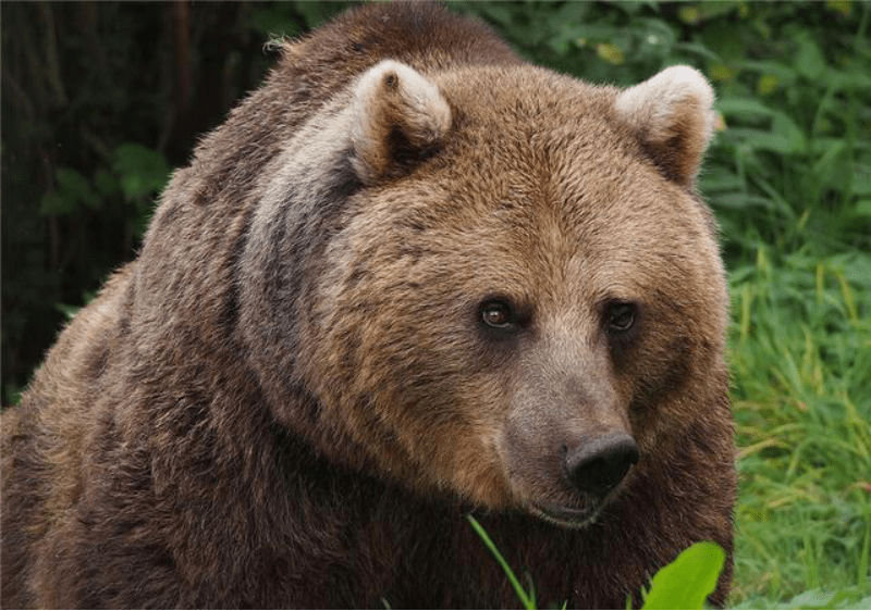 阿尔泰山一白熊引众议，在林中与不明生物追赶，而后还有棕熊紧随