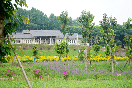 大美樂至 鄉村振興百花開