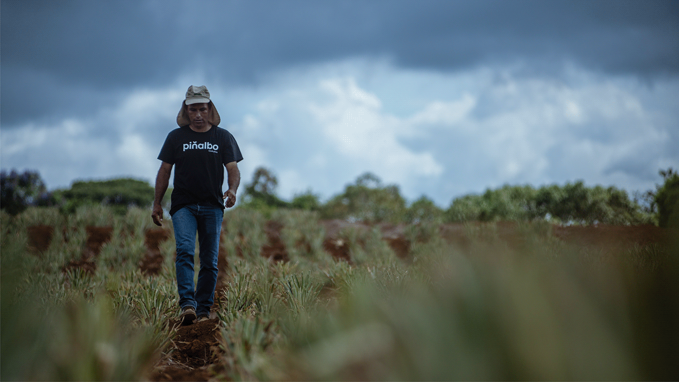 Atelier|平面设计 | Pi?albo 哥斯达黎加水果品牌形象设计