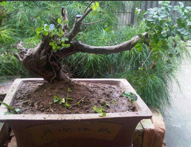 原创野生小叶榔榆上盆要注意4个事项