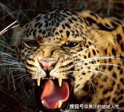 诞生的原因之一,就是这些流连的领地外的猫科动物(大多数老虎以及豹)