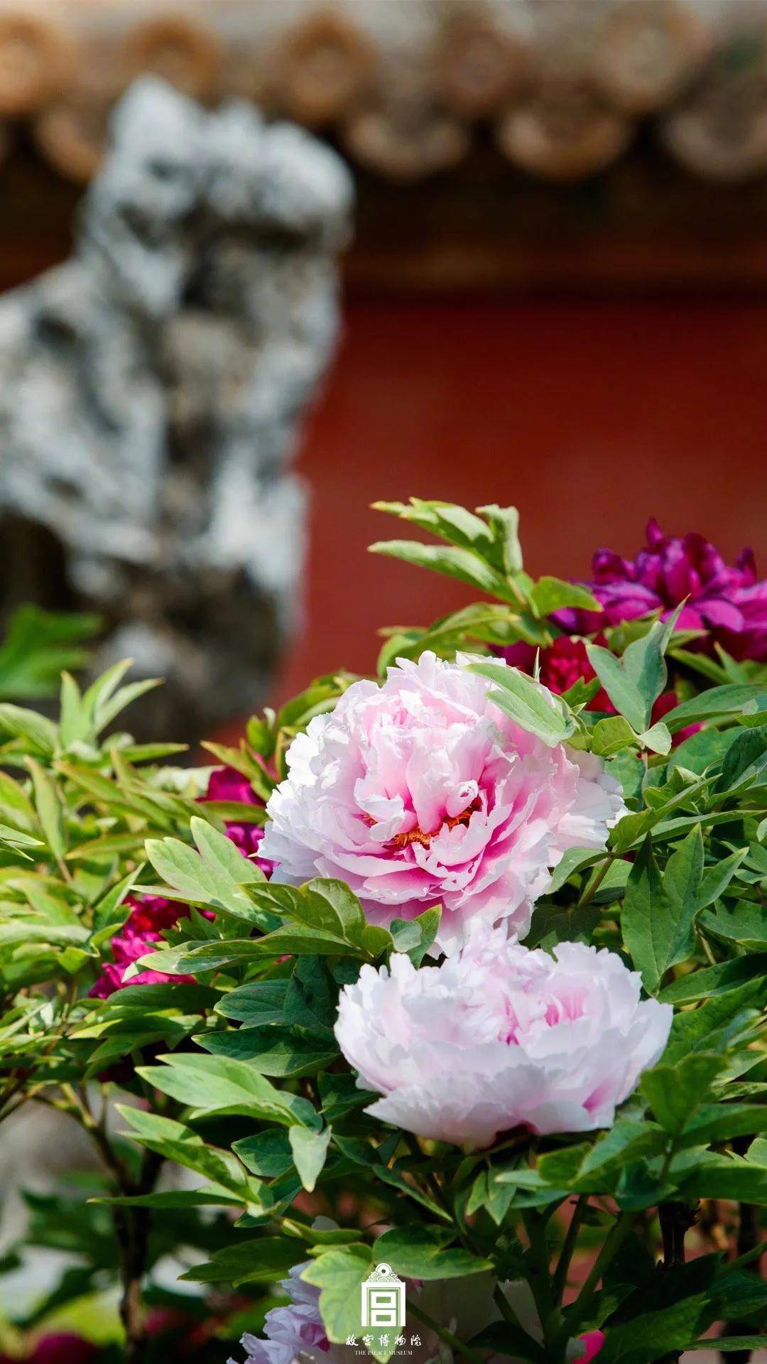 唯美|木棉道·新品 | 唯有牡丹真国色