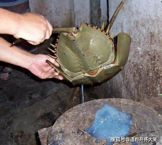 蓝色血液鲎读什么 062ec5db36064c1e91c6d3db048a8cc7.jpeg