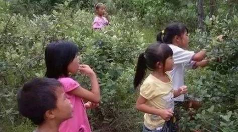 干果|以前小孩当零食，农村满山随便摘，如今价格猛涨，一斤上百元