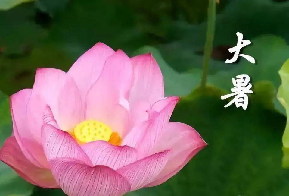 原创2021年最新大暑清晨早上好问候祝福图片大暑最新早安问候祝福图片