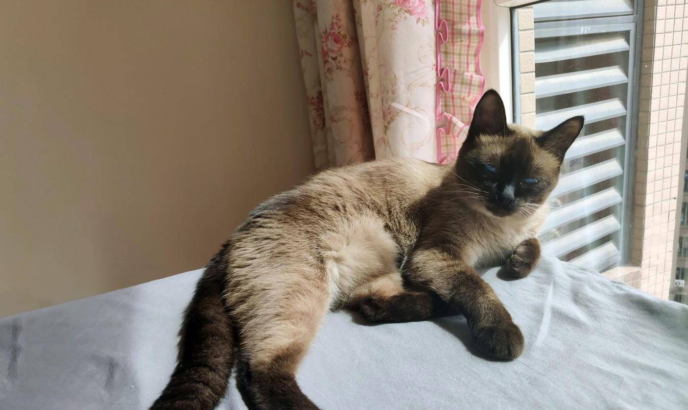 猫去世后会记得主人吗 9ea2051ad5514cf2ac0839d7ebef9d5d.jpeg