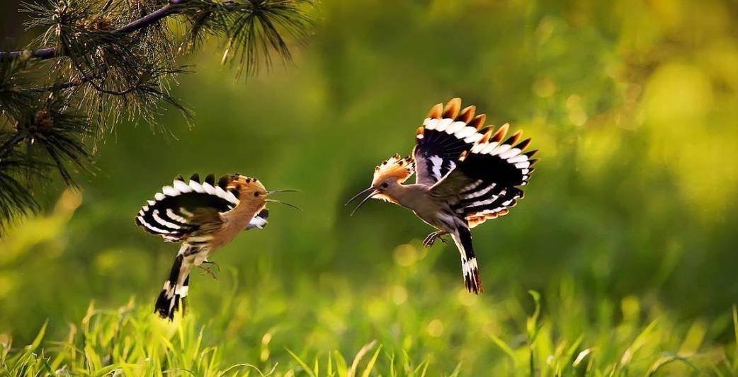 咕咕叫是什么鸟类 e9702ef500aa43c4a148e51ea221391a.jpeg