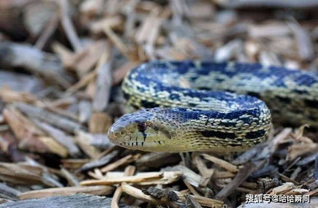 蛇是如何分辨雌雄的 09f076f09ad5421cac122b213e151b83.jpeg