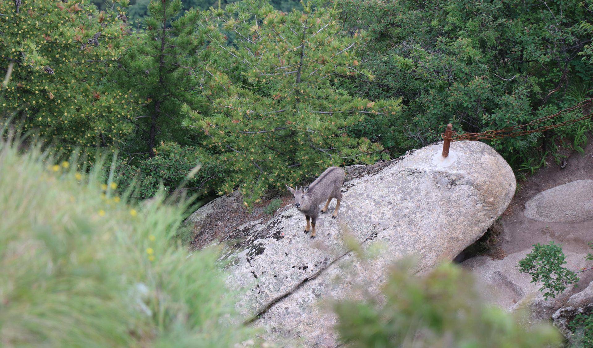 华山主峰区出现两只幼年斑羚