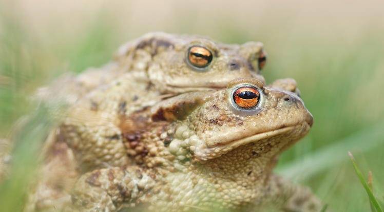 青蛙的寿命多大 5e561f1eb6c740748776cf2a1a9a88fc.jpeg