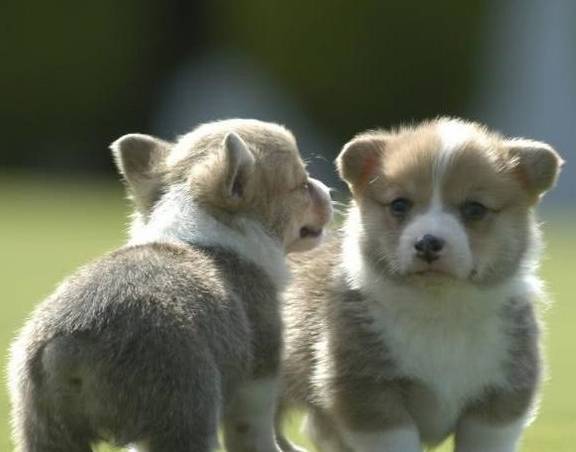 肠胃|原来这才是柯基“断尾”的原因，你会让它断尾吗？