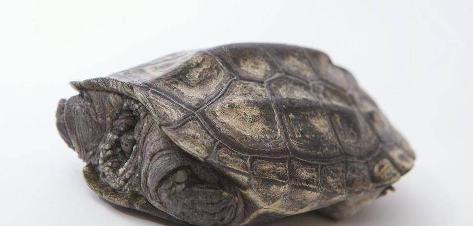 乌龟怎么冬眠的方法 7358e516a21140e49c4772c3d0fe276d.jpeg