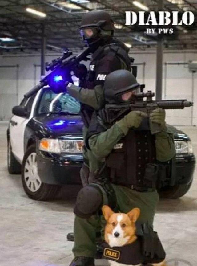 坏人|俄罗斯居然用柯基当警犬，网友：这个腿脚怕是追不上犯罪嫌疑人呦