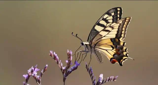 蝴蝶排名_蝴蝶简笔画(2)