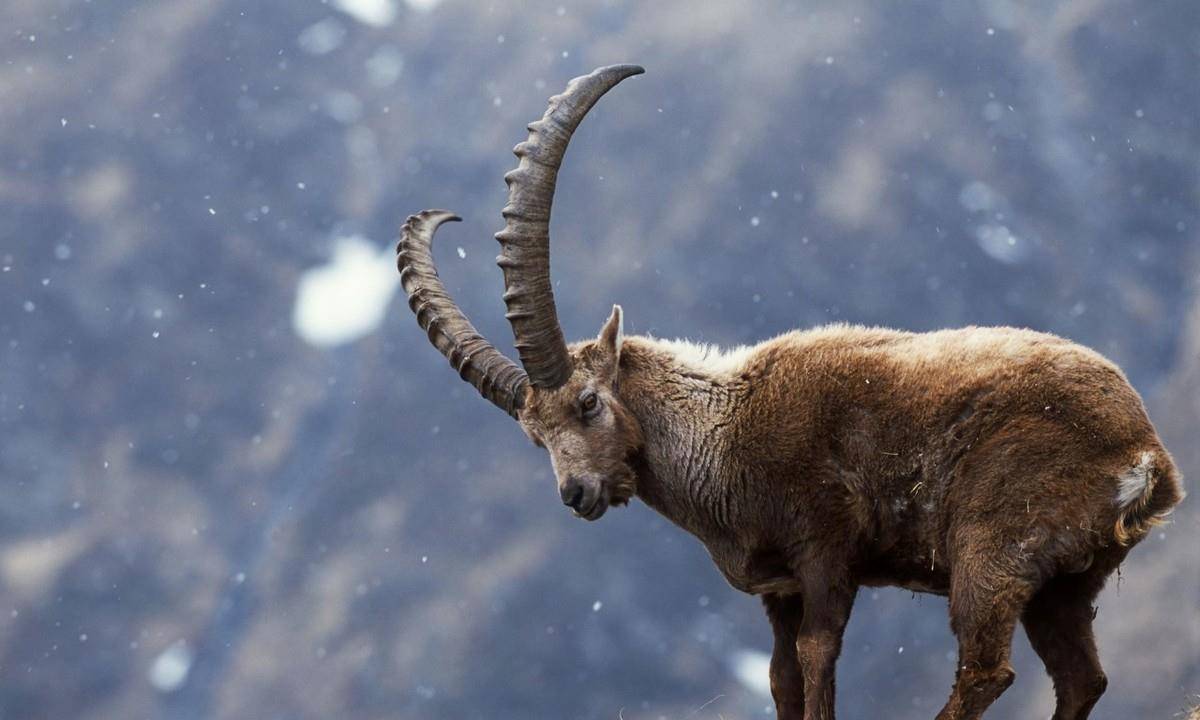 梦见一只羊宰了50斤,探索梦境背后的深层含义 梦见一只羊宰了50斤,探索梦境背后的深层含义