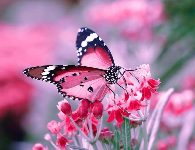 蝴蝶排名_蝴蝶简笔画(2)