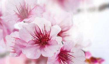 什么叫正缘桃花 a6afe51d98f9405d8d832b1f225fbf7e.jpeg