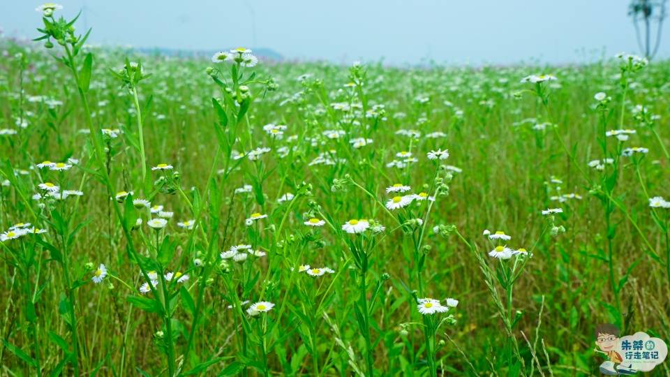 欧阳修|安徽人口最多的城市，是名相管仲故里，唐宋八大家有三位旅居于此