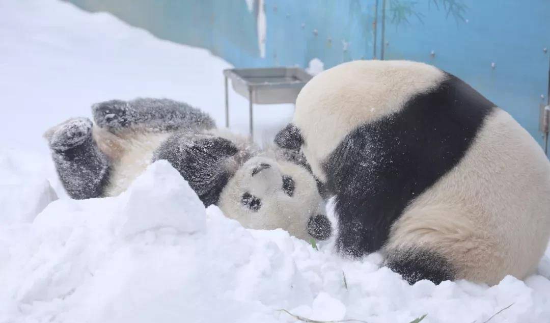 撒欢 “川妹子”偏爱北方的大雪，尽情撒欢儿，萌趣无限！