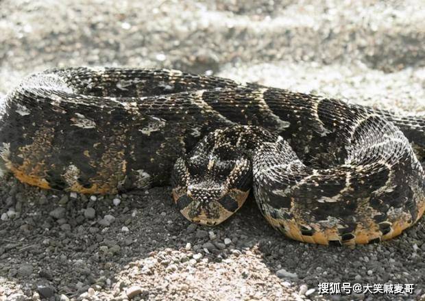 蛇是怎么运动爬行的 ba27130a70944b6a939a65e661372ded.jpeg