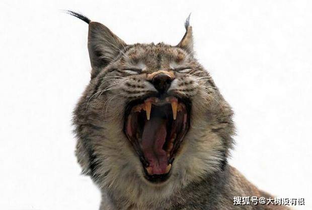 原创猞猁猎杀小鹿还露出藐视众生一笑的警告