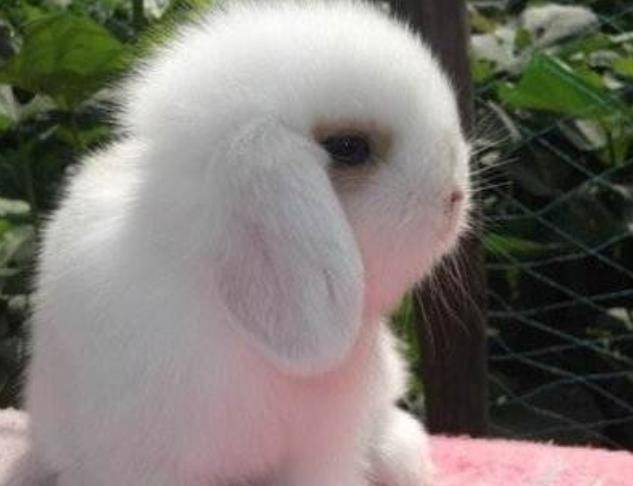 兔兔那么可爱 怎么可以吃兔兔 带你了解侏儒兔