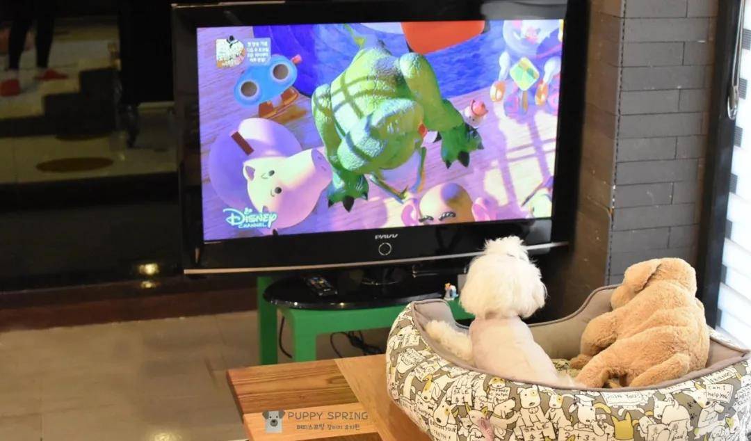 活动|韩国宠物幼儿园开学，狗狗们的新校服萌翻了！还有专属书包口水巾