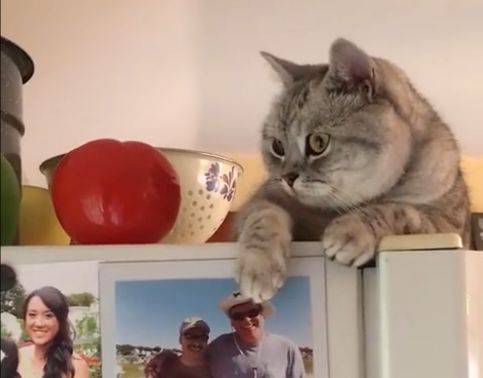 梦境迷踪，解析梦见猫咬我的手的深层含义