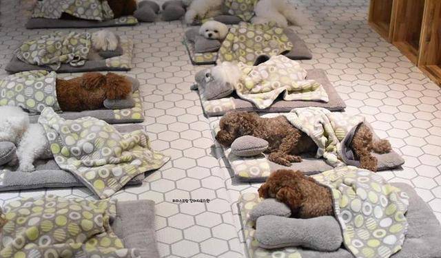 什么|韩国狗狗幼儿园，一夜之间走红网络，集体睡午觉的样子萌翻众人