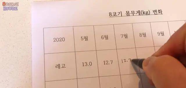 阿泽西|韩国小哥舍弃终身大事，只为养8只柯基！谁能拒绝它们的魅力？