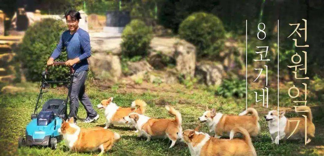 阿泽西|韩国小哥舍弃终身大事，只为养8只柯基！谁能拒绝它们的魅力？