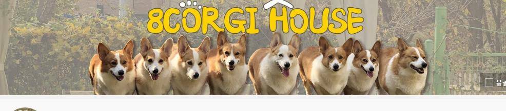 阿泽西|韩国小哥舍弃终身大事，只为养8只柯基！谁能拒绝它们的魅力？