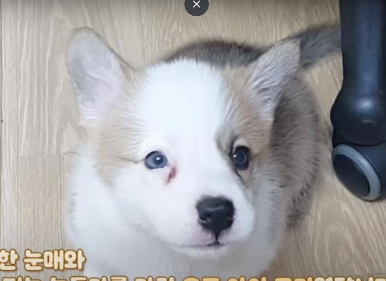 阿泽西|韩国小哥舍弃终身大事，只为养8只柯基！谁能拒绝它们的魅力？