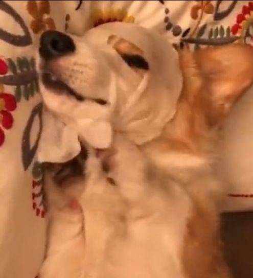 宠物|柯基学会了敷面膜，头一伸爪子一扶就搞掂，精致汪！