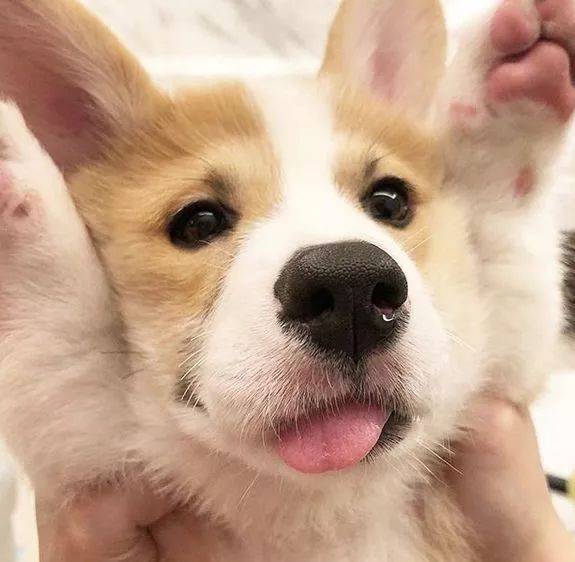 Donut|柯基的长舌头总是放外面,萌得有些犯规,据说是科学散热